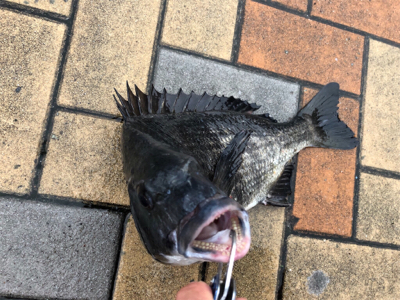 雨降りチヌ釣行