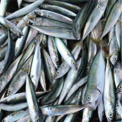 シャバダバサバサバ〜♪