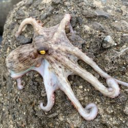 タコ、プチ爆。