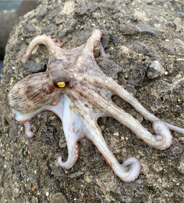 タコ、プチ爆。