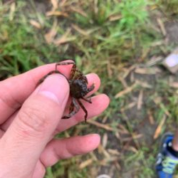 荒川　テナガエビ