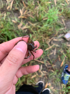 荒川　テナガエビ
