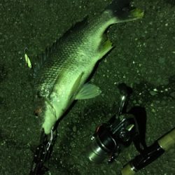 初のキビレです