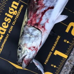 サワラ?サゴシ?今日は月曜日?