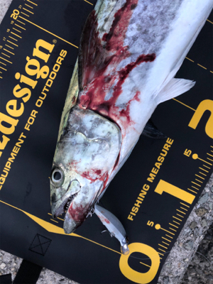 サワラ?サゴシ?今日は月曜日?