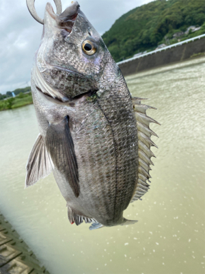 今日の釣果