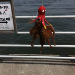 小サバに成長しつつ、タコはそろそろ♪