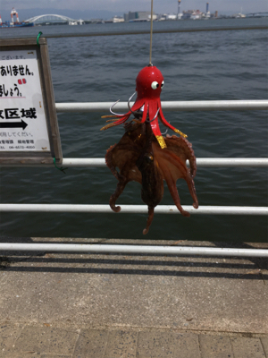 小サバに成長しつつ、タコはそろそろ♪