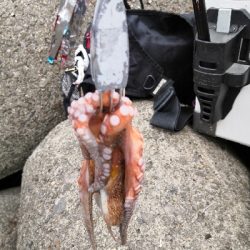 タコシーズンです