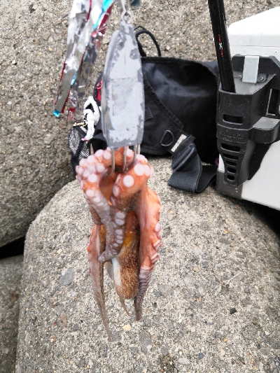 タコシーズンです