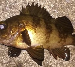 メバリング1840〜1925