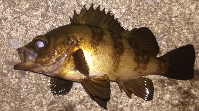 メバリング1840〜1925