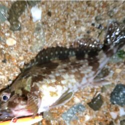 シンペンガシリング