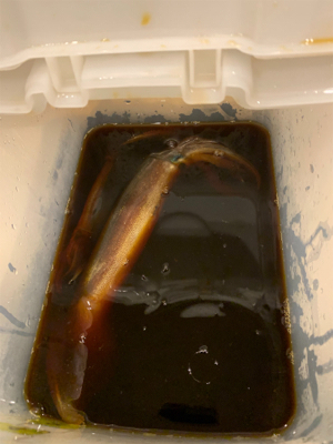 舞鶴沖　イカメタル