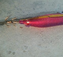 氷見で春アオリ！