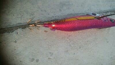 氷見で春アオリ！