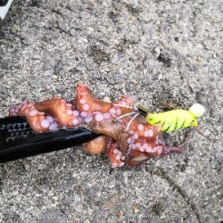 早朝オクトパッシング