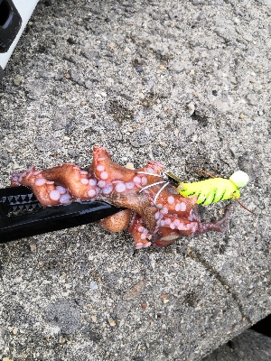 早朝オクトパッシング