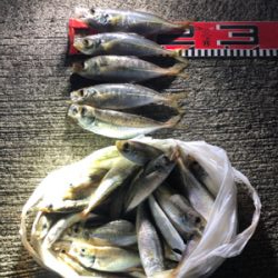 雨の後のアジ釣り