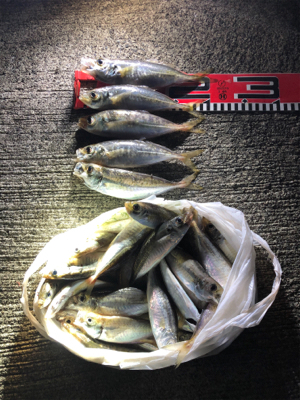 雨の後のアジ釣り