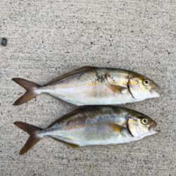 マイクロショアジギ