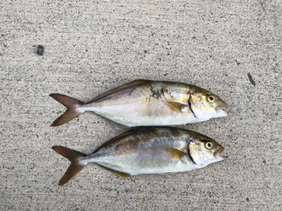 マイクロショアジギ