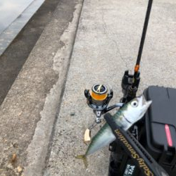 アジングの練習に