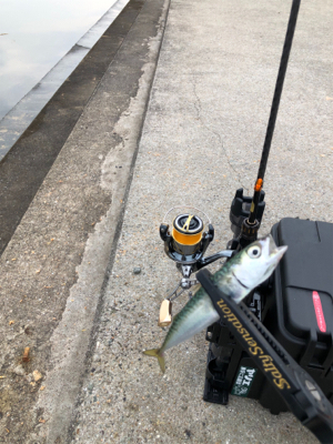 アジングの練習に