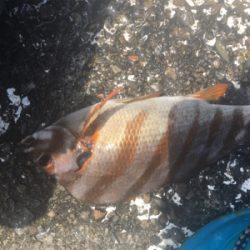 小鯖と豆鯵タカノハ鯛