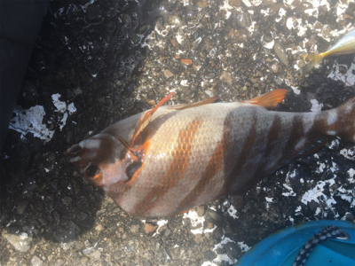 小鯖と豆鯵タカノハ鯛