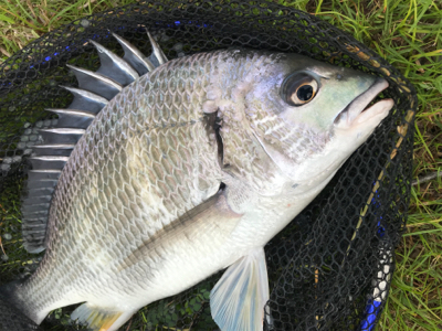 濁りで爆釣！？ならず…