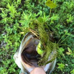 真夏のカバーゲーム