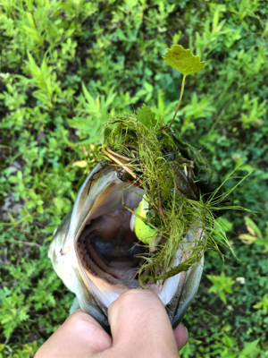 真夏のカバーゲーム