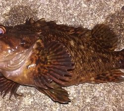 メバリング1905〜1930