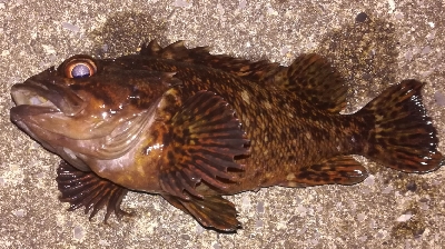 メバリング1905〜1930