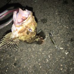 安定のタケノコメバル