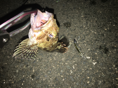 安定のタケノコメバル