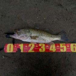 入魂フィッシュ