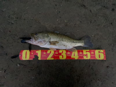 入魂フィッシュ