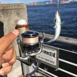 豆サバは小サバへ成長