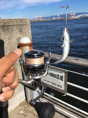 豆サバは小サバへ成長