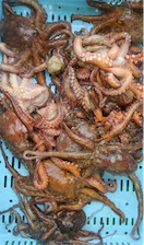 知り合いの船で明石タコ釣り