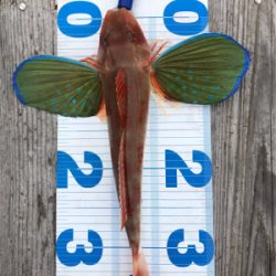 初ショアタイラバ