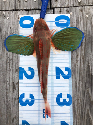 初ショアタイラバ