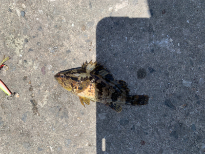 ノマセの予定が