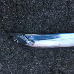 ドラゴンついに