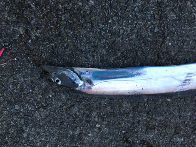 ドラゴンついに