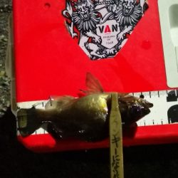 アジング練習 150