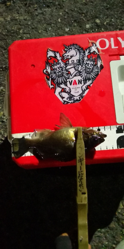 アジング練習 150