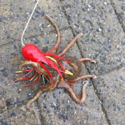 育ち盛りの小サバ∞タコも成長♪